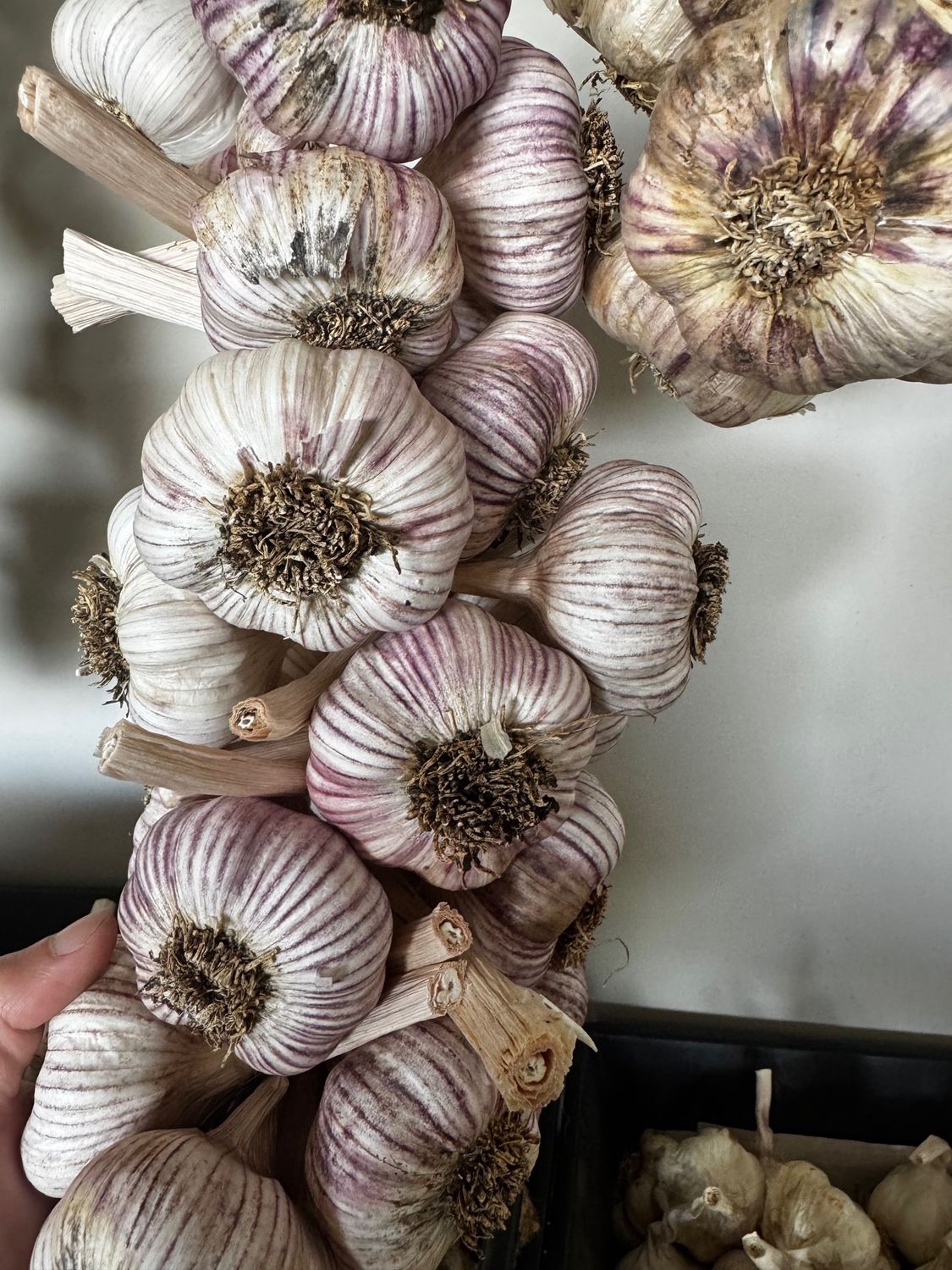 Premium Garlic - Turban