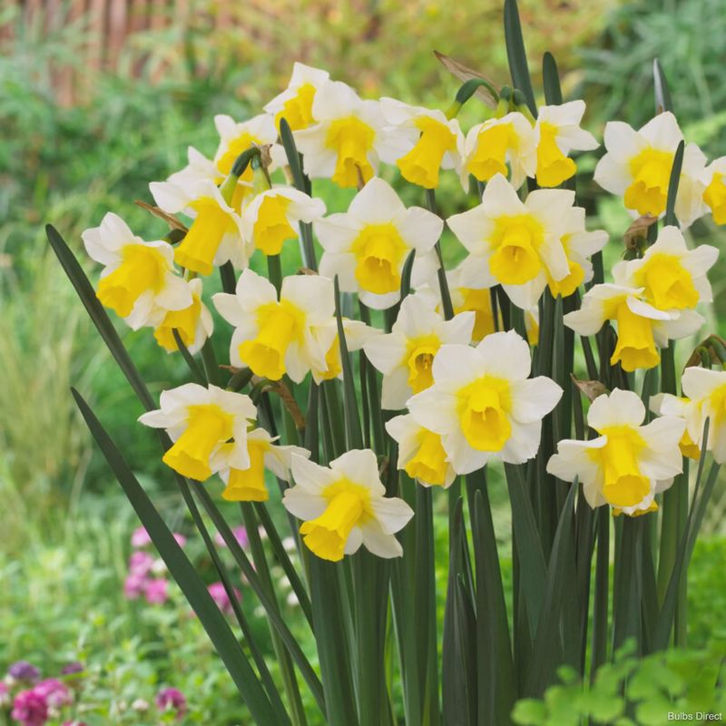 Loose Daffodil Golden Echo - per bulb