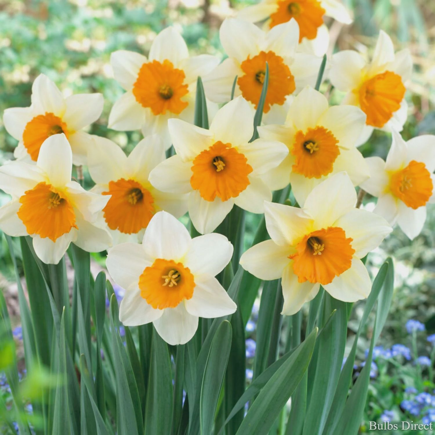 Loose Daffodil Sempre Avanti - per bulb