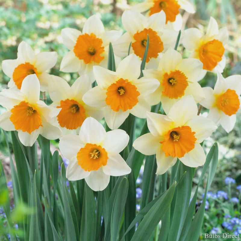 Loose Daffodil Sempre Avanti - per bulb