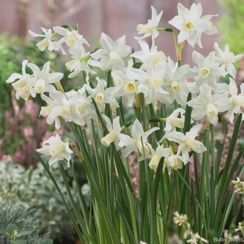 Loose Daffodil White Tete a Tete - per bulb