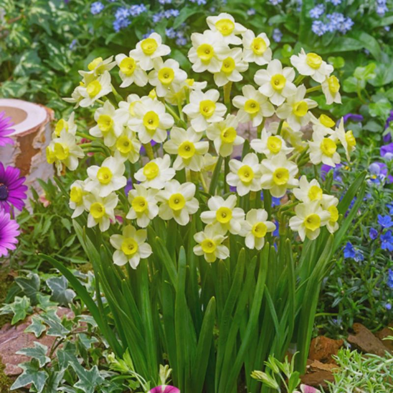 Loose Daffodil Minnow - per bulb