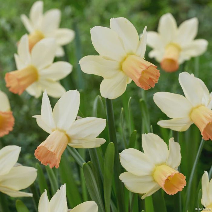 Loose Daffodil Carice - per bulb