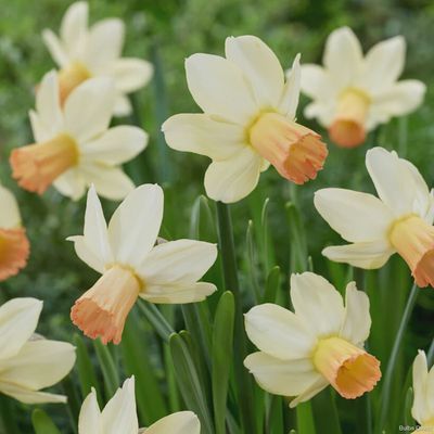 Loose Daffodil Carice - per bulb