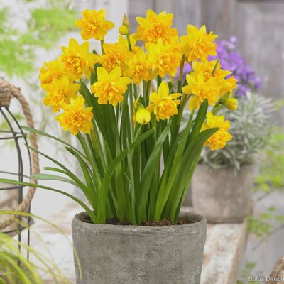 Loose Daffodil Tete Boucle (miniature) - per bulb