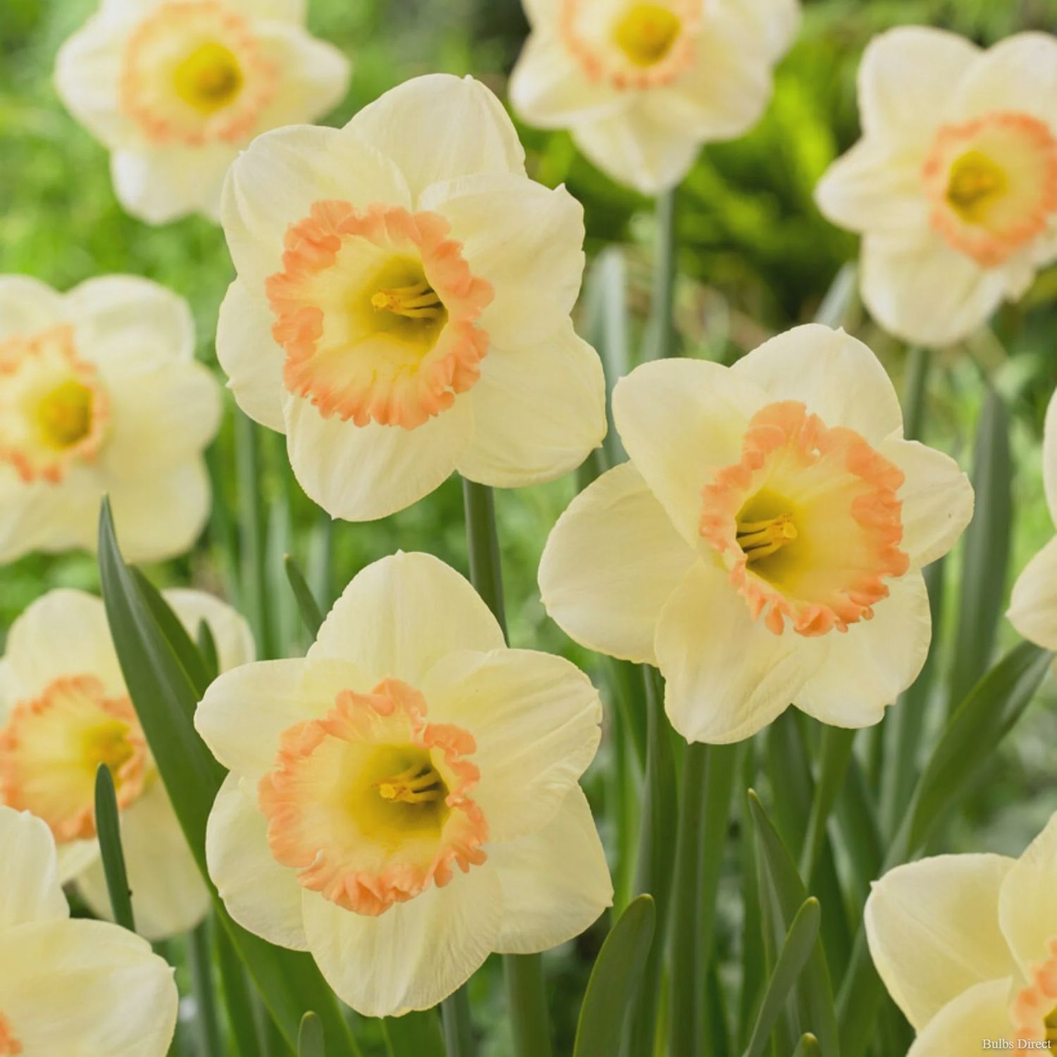 Loose Daffodil Martha Stewart - per bulb