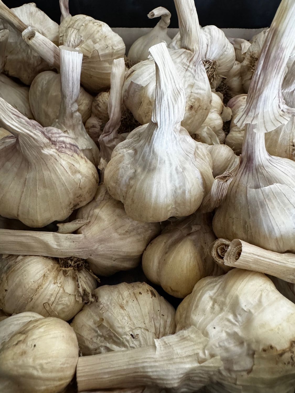 Premium Garlic - Fire