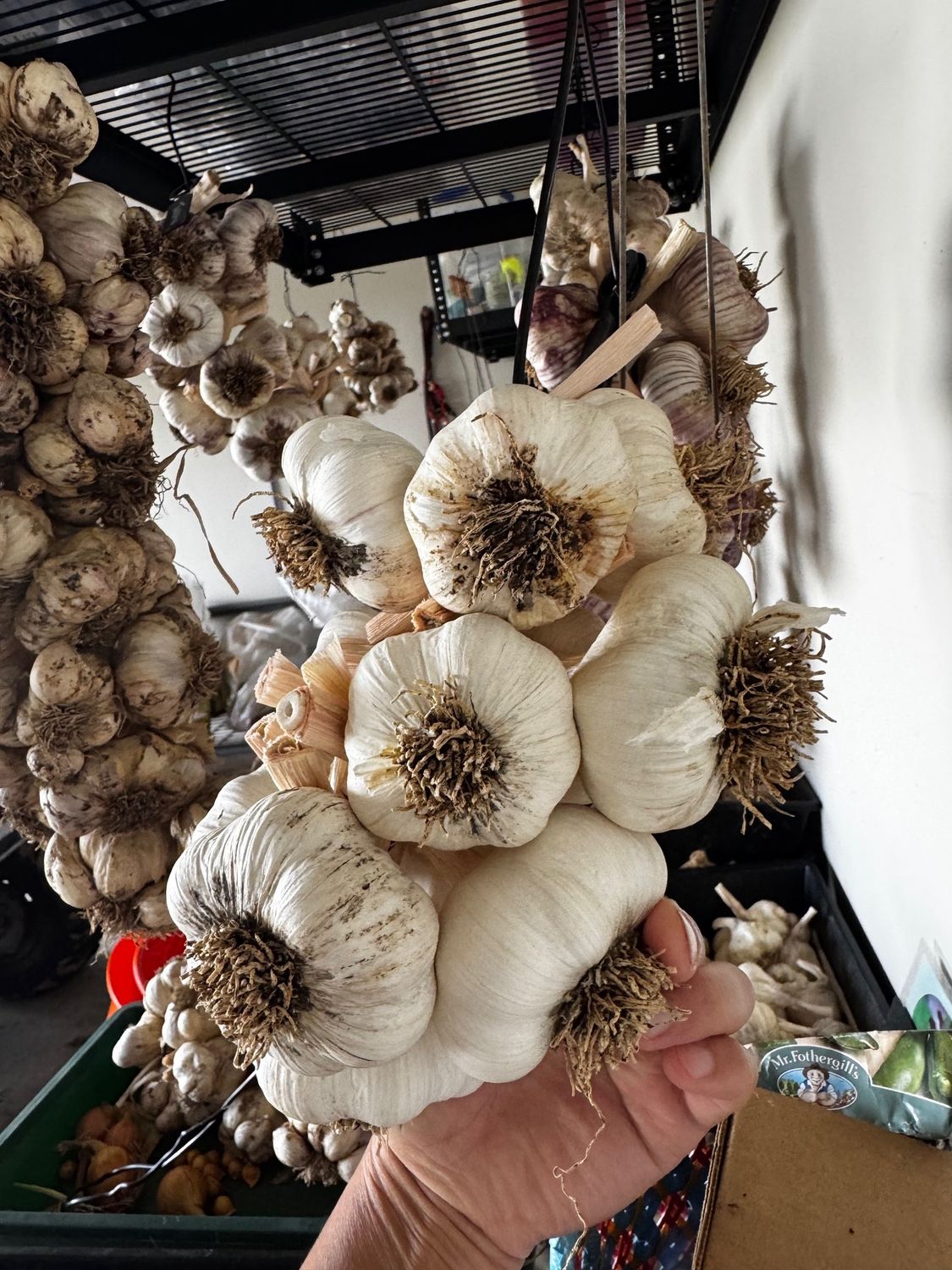 Premium Garlic - Pearl Turban