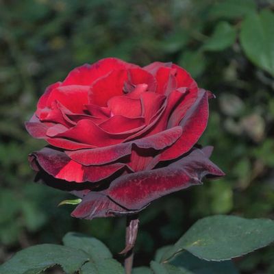Rose Barkarole