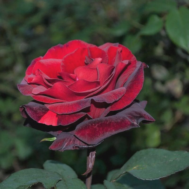 Rose Barkarole