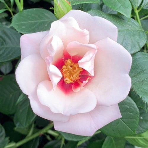 Rose Chawton Cottage