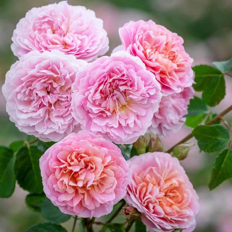 Rose Eustacia Vye
