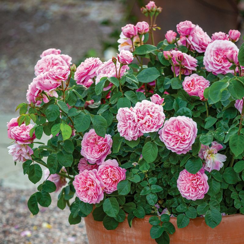 Rose Eustacia Vye