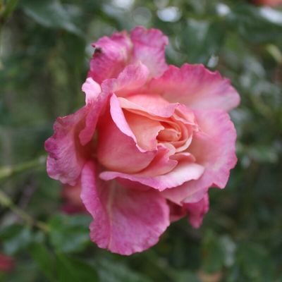 Rose General Gallieni