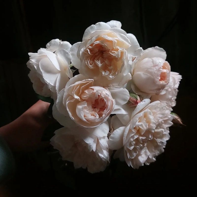 Rose Lichfield Angel