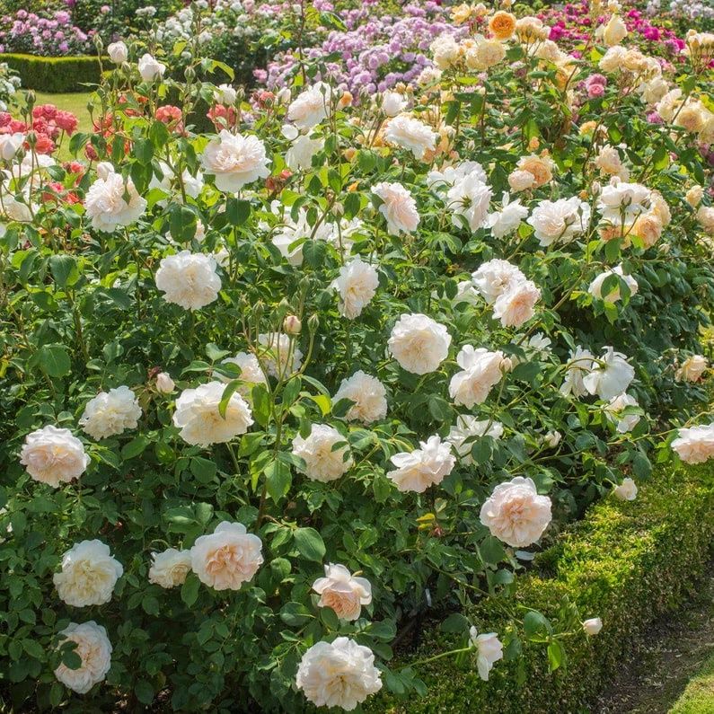 Rose Lichfield Angel