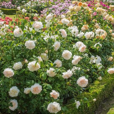 Rose Lichfield Angel