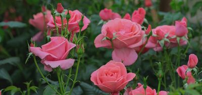 Rose Catherine