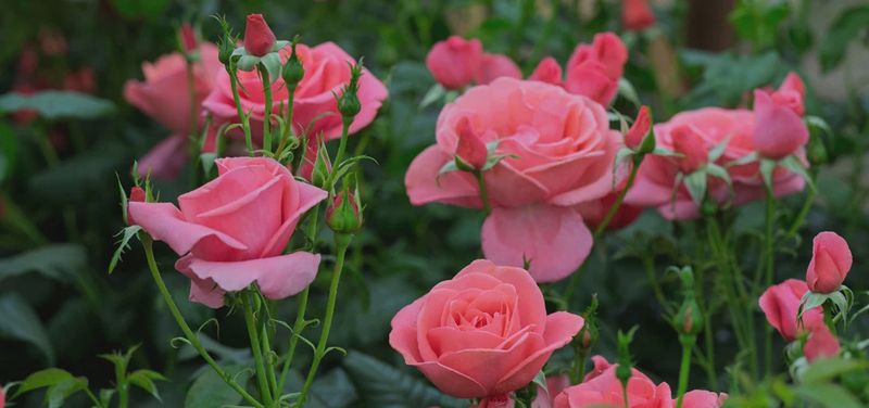 Rose Catherine