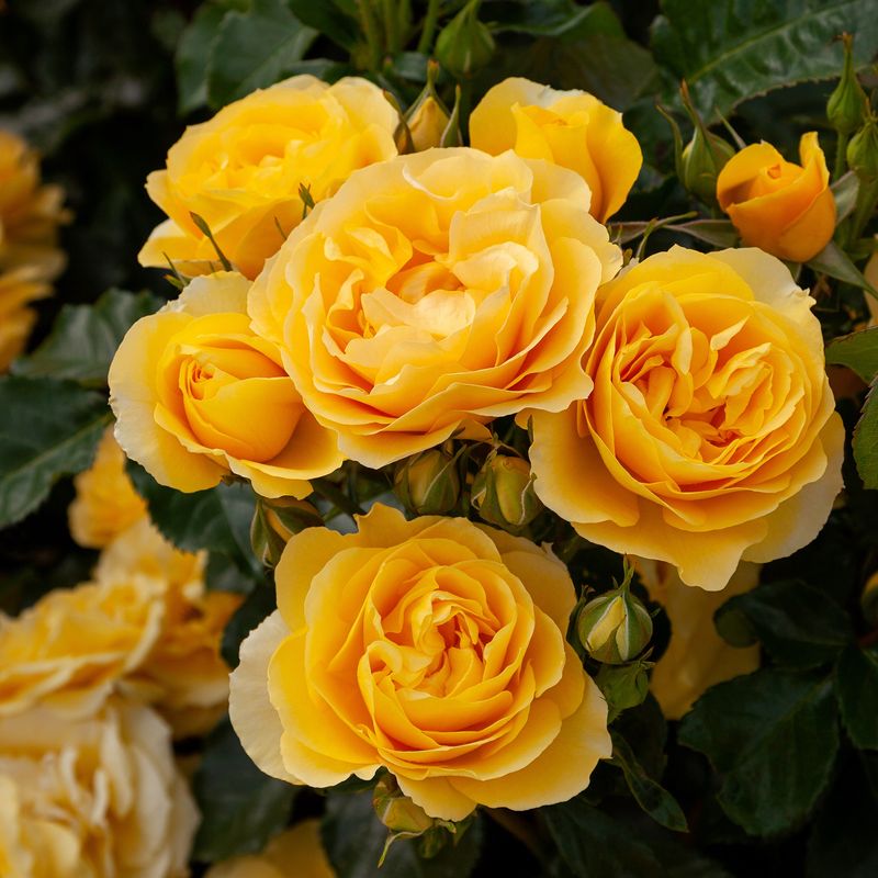 Rose Fordell