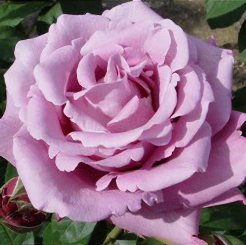 Rose Katherine Mansfield