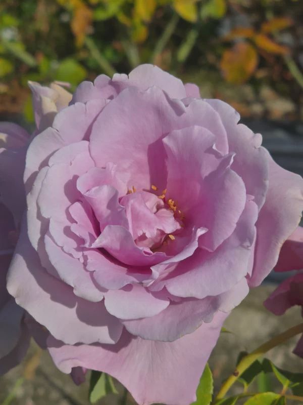 Rose Katherine Mansfield