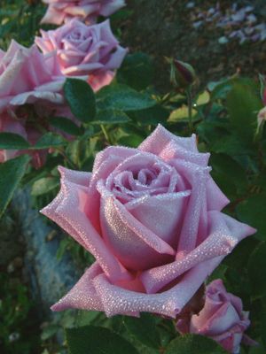 Rose Mamy Blue