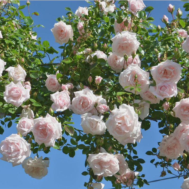 Rose New Dawn