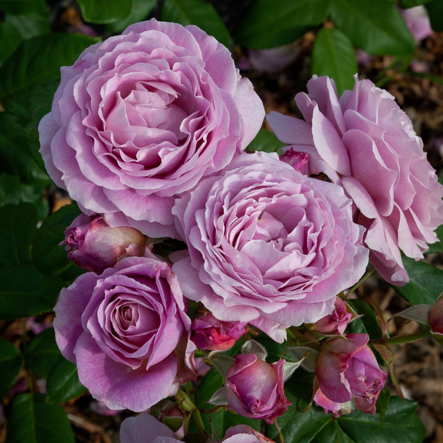 Rose Rural Women