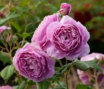 Rose Rural Women