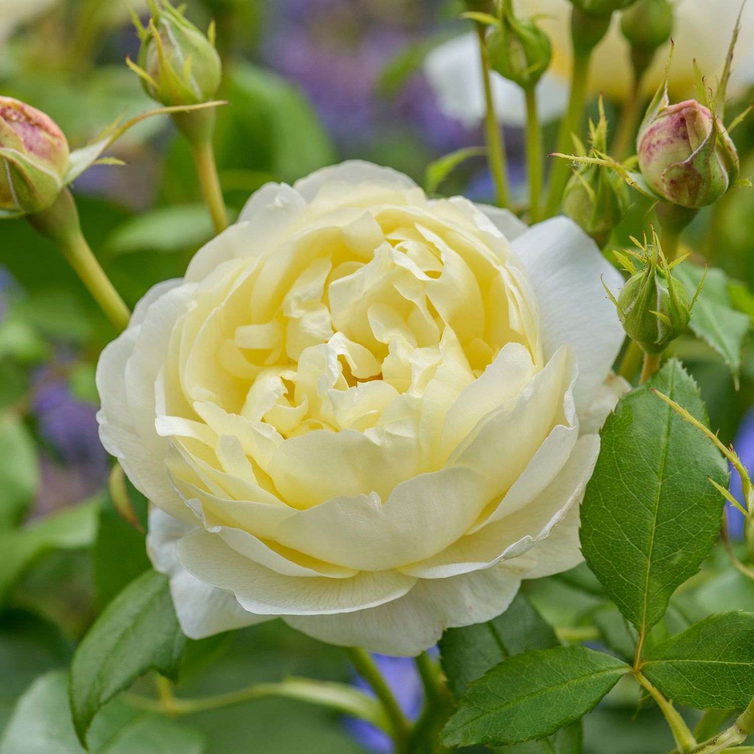 Rose Vanessa Bell