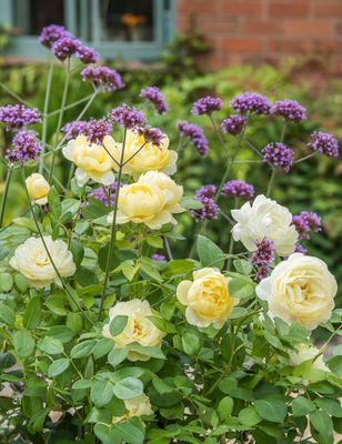 Rose Vanessa Bell