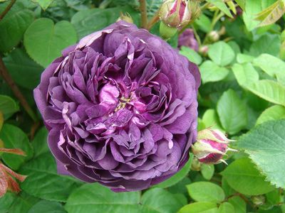 Rose Cardinal De Richelieu