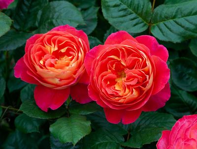 Rose Pride