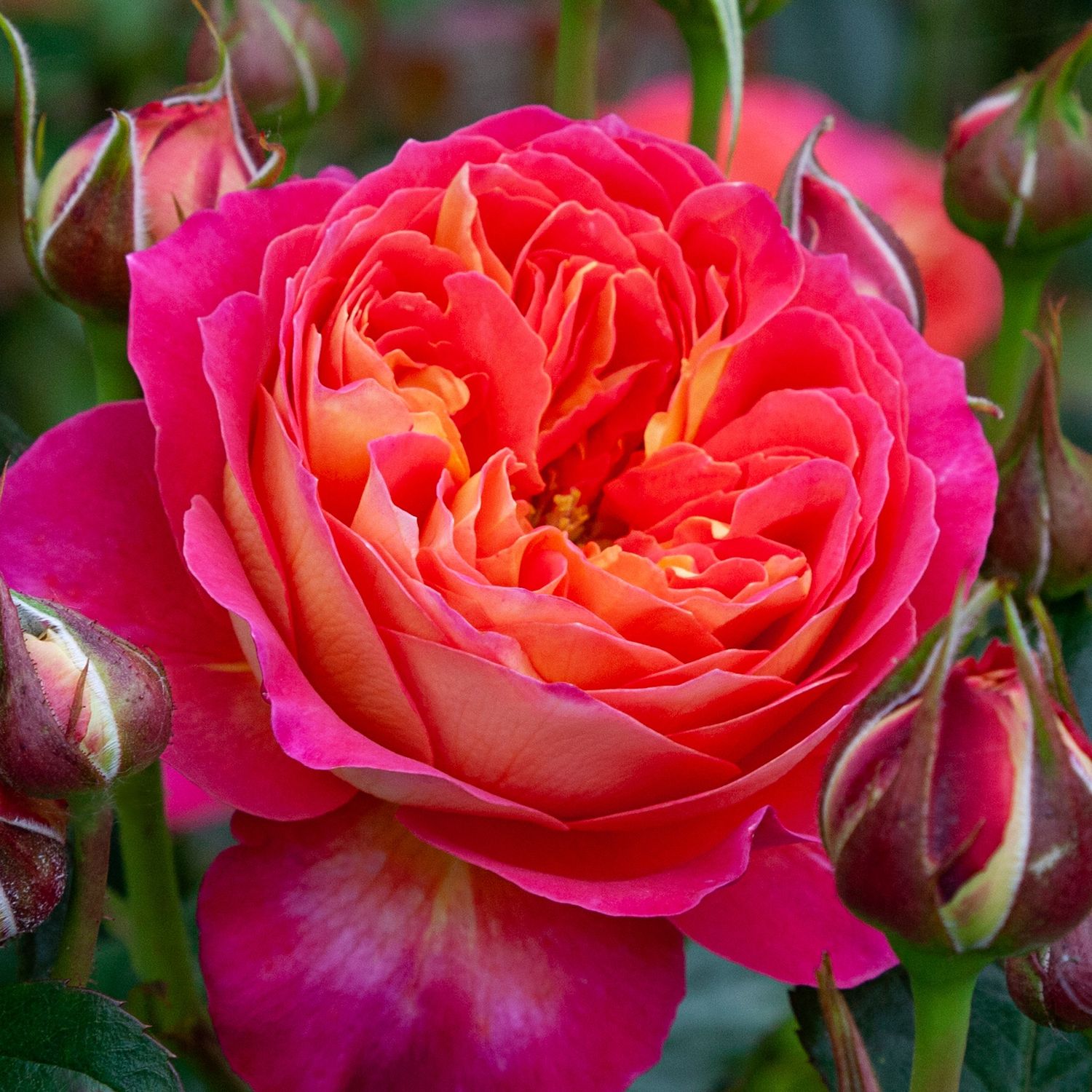 Rose Pride