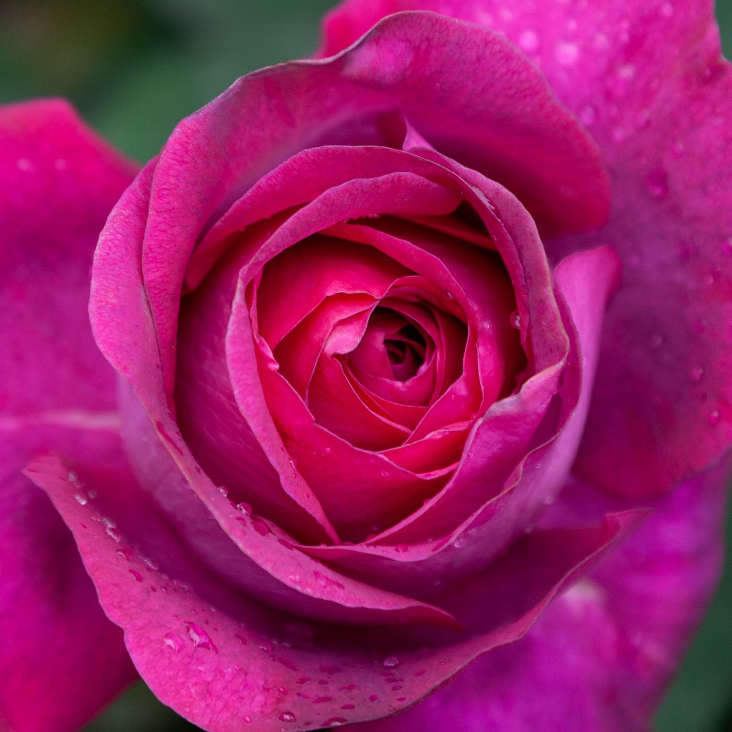 Rose Delectable