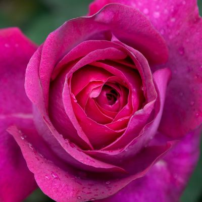 Rose Delectable