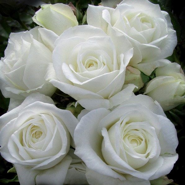 Rose Luminis