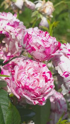 Rose Variegata Di Balogna