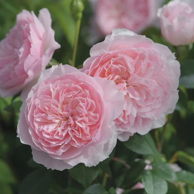 Rose Wisley 2008