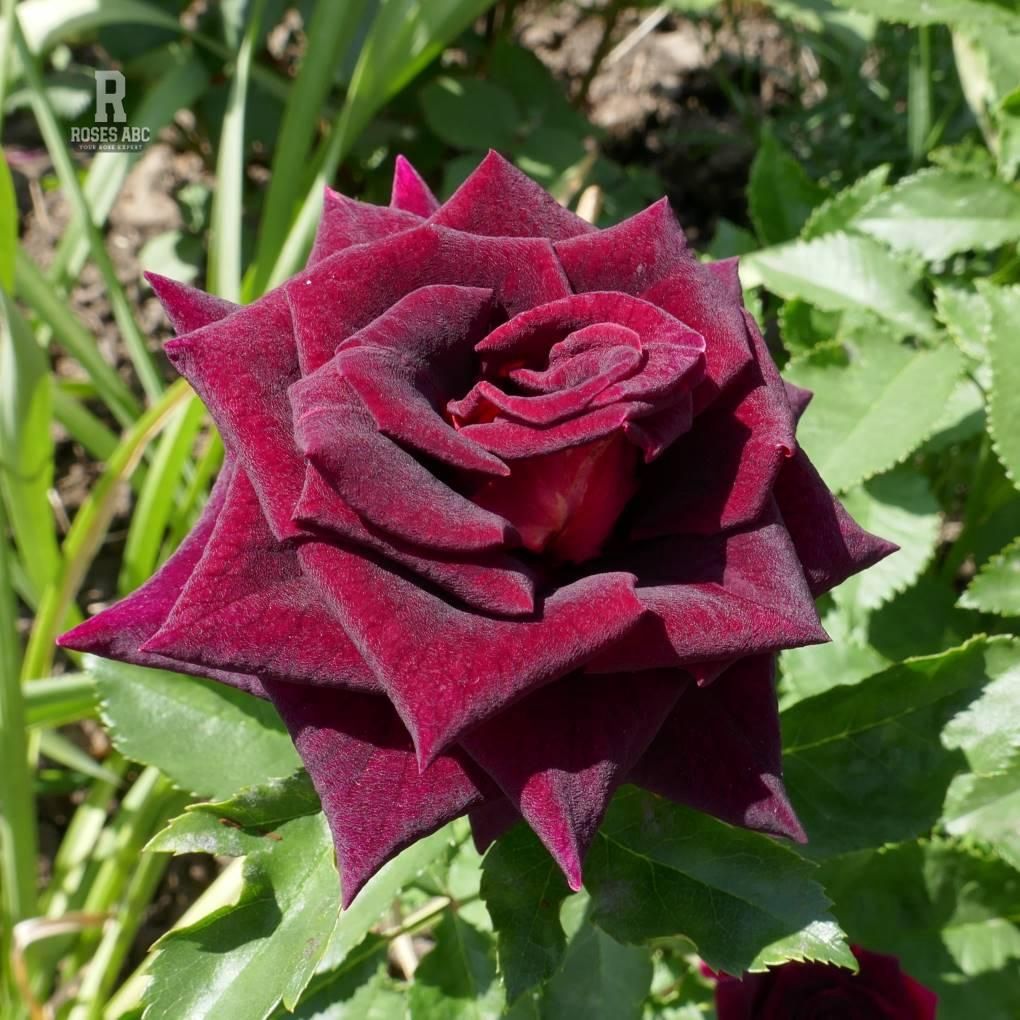 Rose Black Beauty