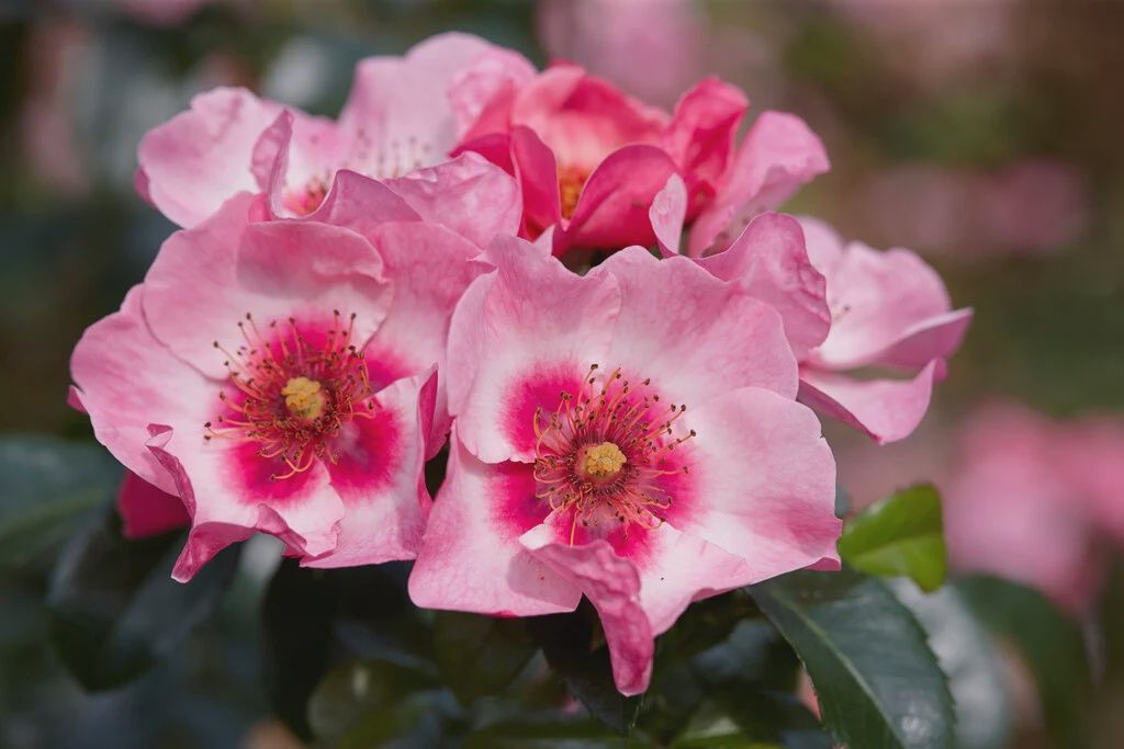 Rose Bright As A Button