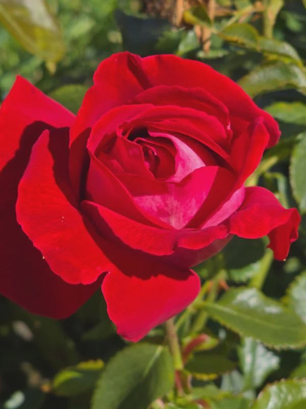 Rose Candella
