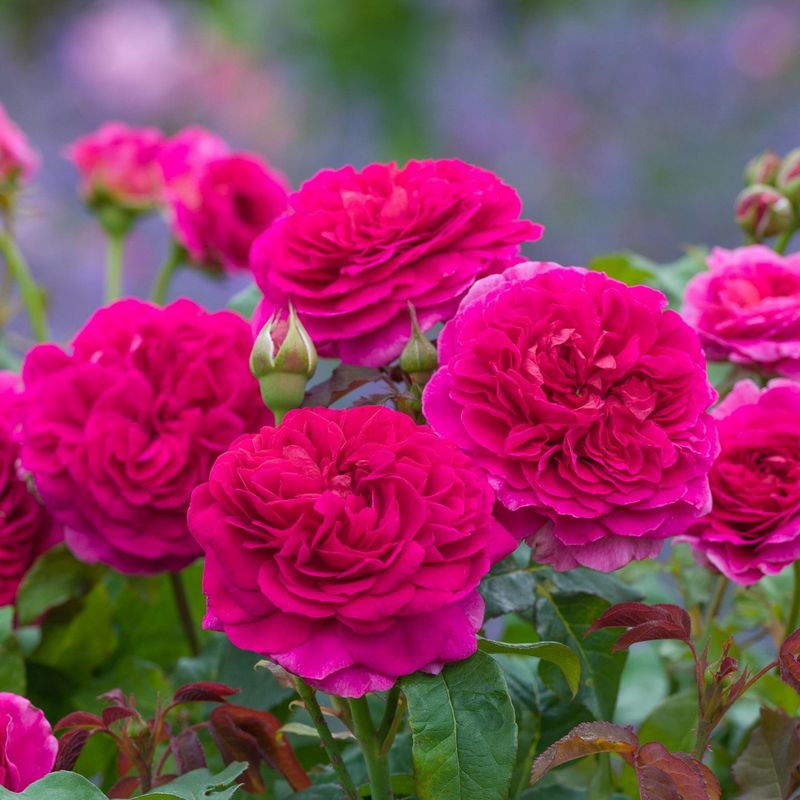Rose Gabriel Oak