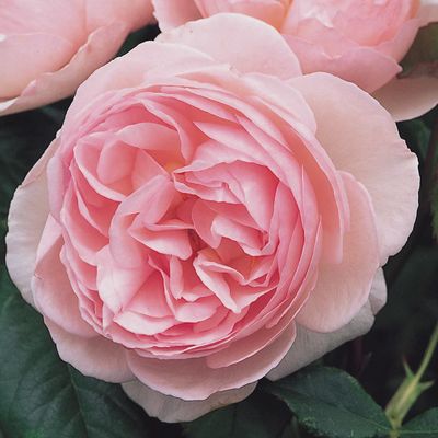 Rose Heritage