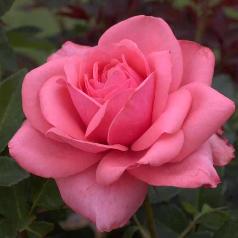 Rose Precious Memories