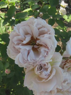 Rose Ash Wednesday