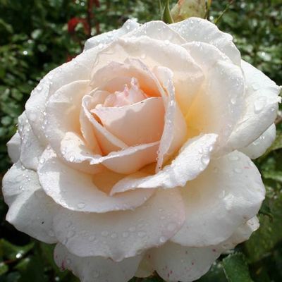 Rose Auckland Metro