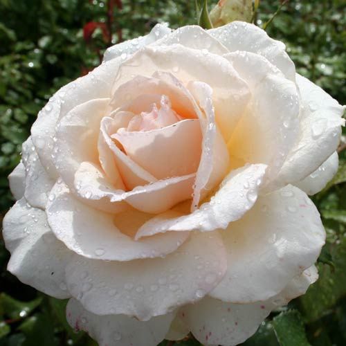 Rose Auckland Metro