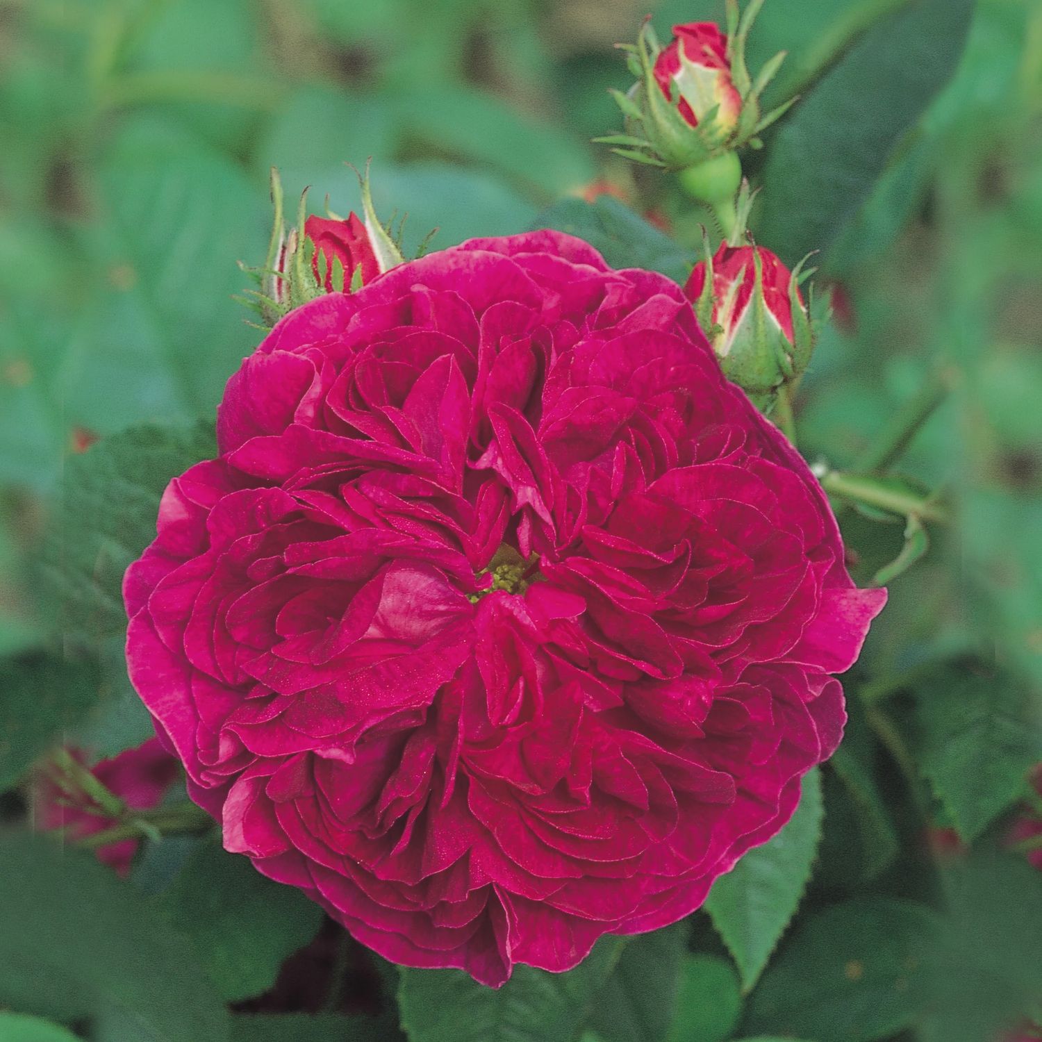 Rose Charles De Mills Gallica